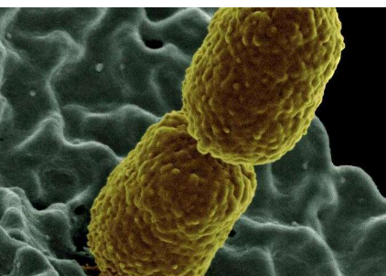 新的快速筛查测试研究确定了抗药细菌的潜在疗法