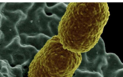 新的快速筛查测试研究确定了抗药细菌的潜在疗法