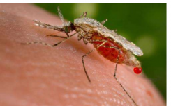 发现两个预测疟疾治疗失败的遗传标记