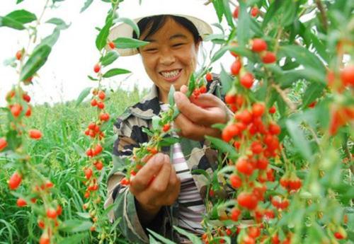 开发了使枸杞采收现代化的新技术