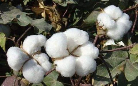 科学家们发现了与主要棉花病有关的新基因