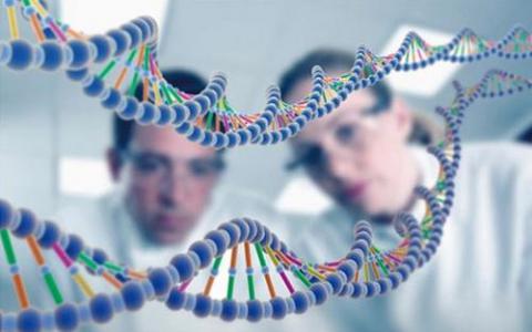 以色列科学家绘制了涉及控制人类基因组的遗传开关