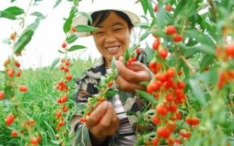 开发了使枸杞采收现代化的新技术