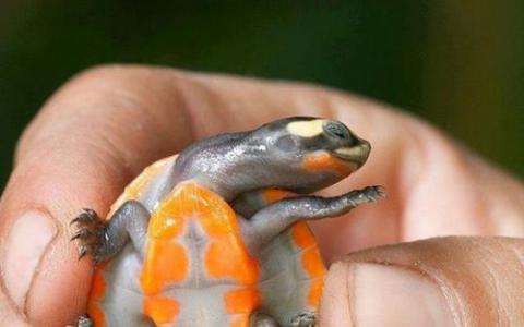 中澳研究发现了有关乌龟胚胎的新性别线索
