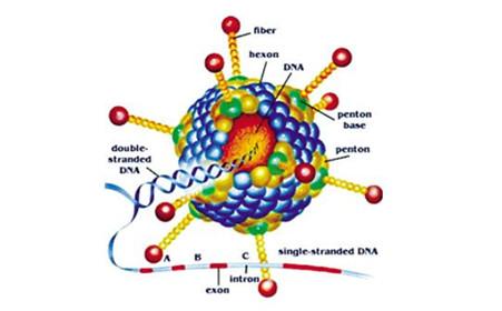 为什么神经科学家结合组织病理学和基因表达很重要