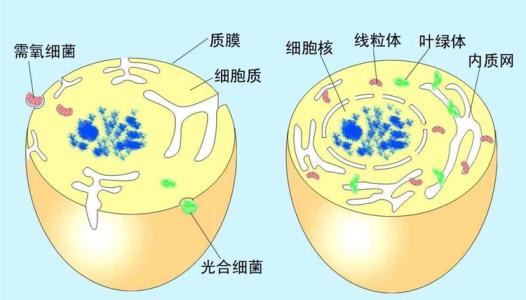 母亲如何将线粒体内的DNA转移给婴儿