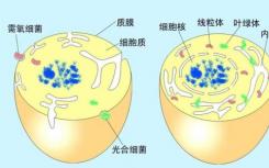 母亲如何将线粒体内的DNA转移给婴儿