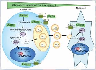 AMSBIO提供广泛的外泌体分离和检测试剂盒