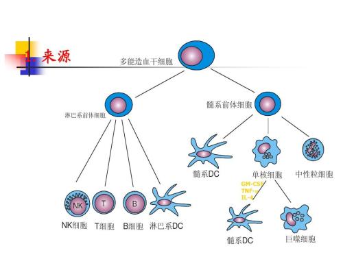 与细胞动力障碍相关的焦虑相关行为