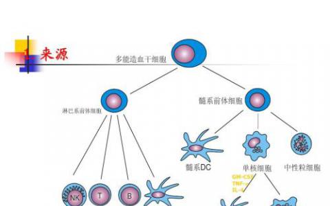 与细胞动力障碍相关的焦虑相关行为