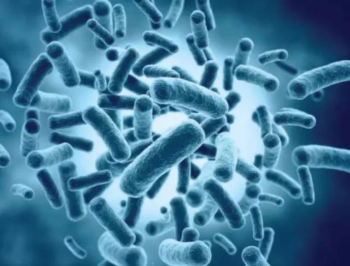研究人员发现人类和古细菌染色体之间的关键相似之处