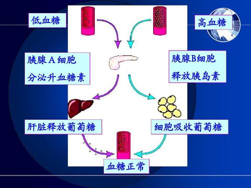 研究人员确定了功能失调的胰岛素释放的新机制