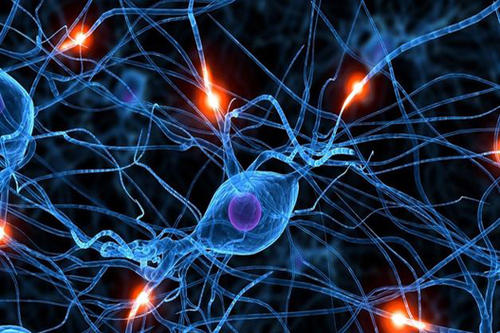 研究发现关键分子可稳定神经元分支促进大脑健康