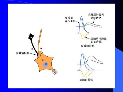 研究人员确定了两组与李氏综合征相关的神经元