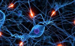 研究发现关键分子可稳定神经元分支促进大脑健康
