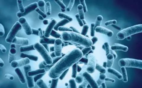 研究人员发现人类和古细菌染色体之间的关键相似之处