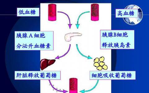 研究人员确定了功能失调的胰岛素释放的新机制