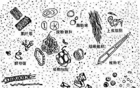 TUM研究人员确定细菌与寄生虫之间复杂的相互作用