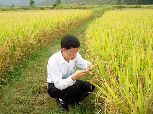 中国研究人员扩大了盐渍水稻的试验