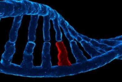 中国研究人员发现降低胆固醇水平的基因变异