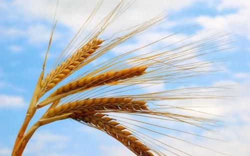 中国研究人员完成了小麦A亚基因组的基因组测序