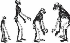 新的猿基因组图谱为人类进化提供了线索
