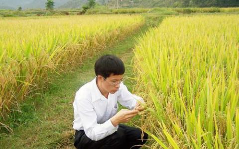 中国研究人员扩大了盐渍水稻的试验