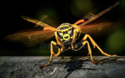 麻省理工学院的研究人员将黄蜂毒素重制成抗生素药物