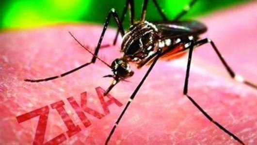 研究人员发现了第一个直接证据 表明埃及埃及蚊传播了寨卡病毒