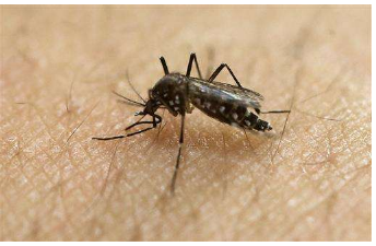 佛罗里达蚊子正在接受寨卡病毒测试以确认病例