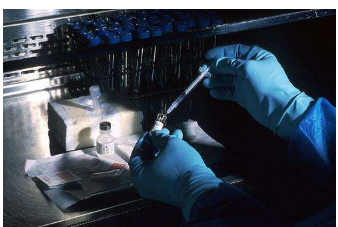 鼻内流感疫苗在小鼠中产生持久的免疫反应