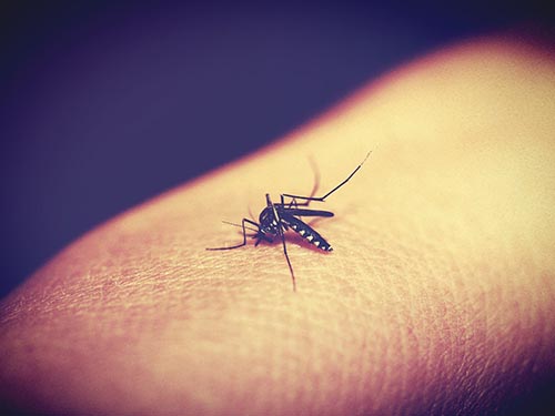 蚊子活动少的时期受孕可以减少寨卡病毒感染