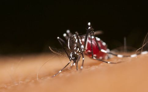 致命的蚊媒黄热病病毒会在美洲引起类似寨卡病毒的流行吗