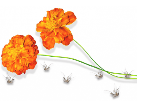 寨卡病毒修复可能与一朵普通的花和一壶开水一样近