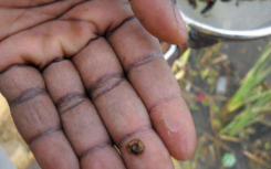 分析发现控制蜗牛宿主对血吸虫病的消除至关重要