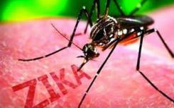 研究人员发现了第一个直接证据 表明埃及埃及蚊传播了寨卡病毒