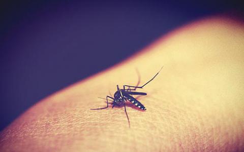 蚊子活动少的时期受孕可以减少寨卡病毒感染
