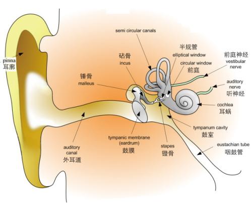 研究人员发现大学时代人类受试者隐性听力下降的证据