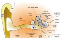 研究人员发现大学时代人类受试者隐性听力下降的证据