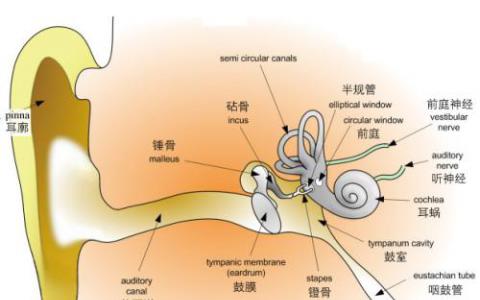 研究人员发现大学时代人类受试者隐性听力下降的证据