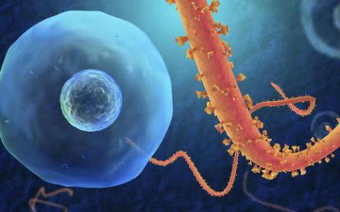 埃博拉病毒的痕迹在精液中的停留时间长于预期