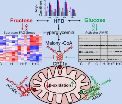 最新研究称 高脂加果糖饮食改变了肝脏线粒体的大小和功能