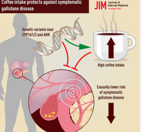 高咖啡消费量可能预防胆结石疾病