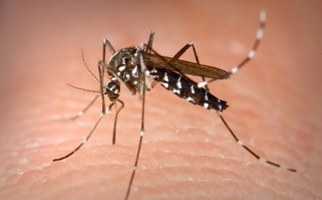 疟疾传播减少可能导致儿童易感性增加