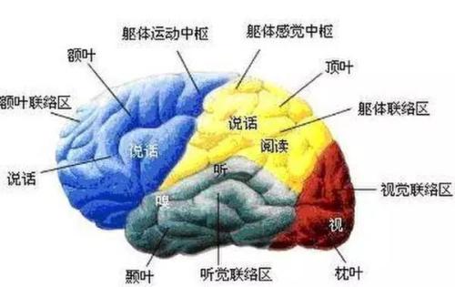 Salk科学家获得NIH资助以绘制大脑运动图