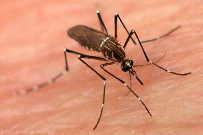 常见的驱虫剂可能会化学上掩盖携带疟疾的蚊子的人类