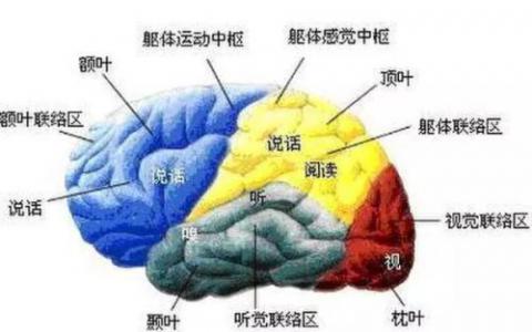 Salk科学家获得NIH资助以绘制大脑运动图