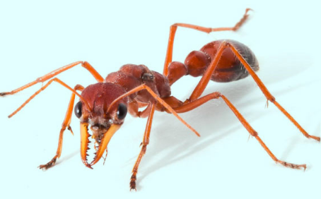 Bull Ant Venom可以帮助开发新的止痛药