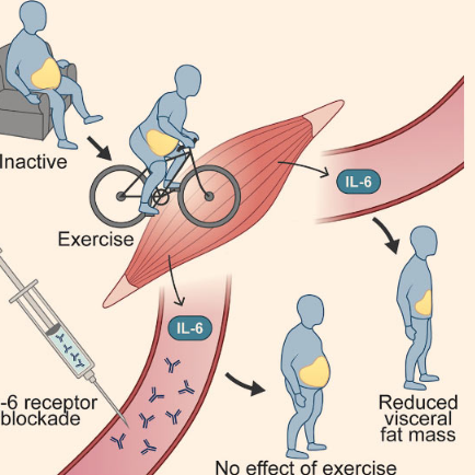 新研究表明运动如何减少腹部脂肪量