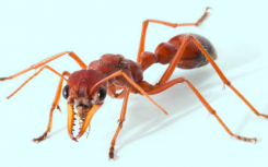 Bull Ant Venom可以帮助开发新的止痛药